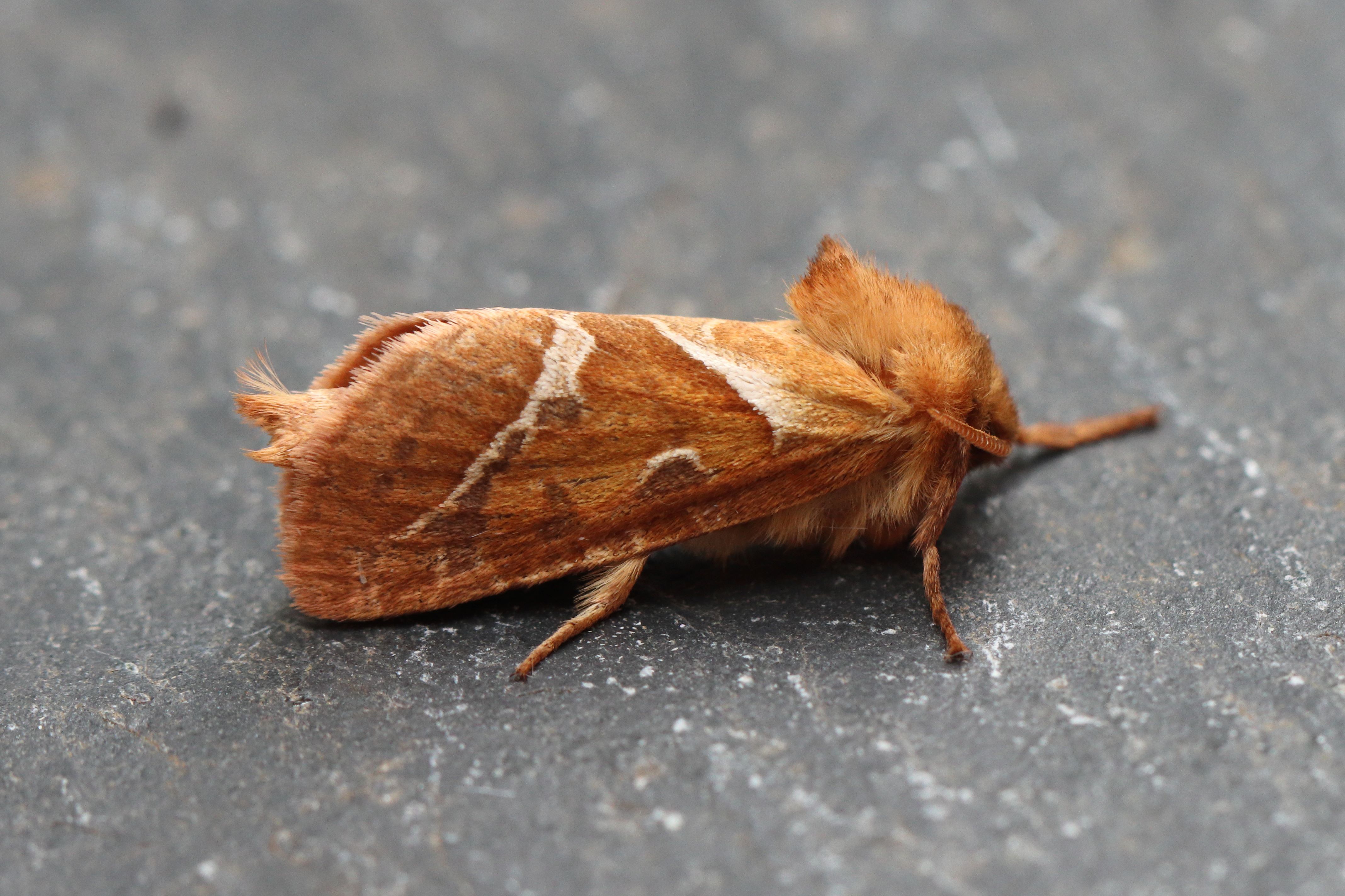 Photo of Orange Swift (Triodia sylvina)
